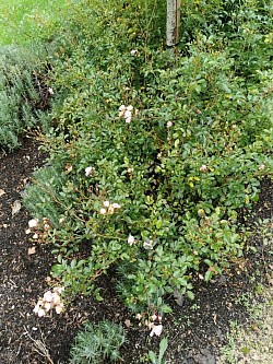 Rosenschnitt