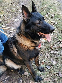 Unser lieber Sam